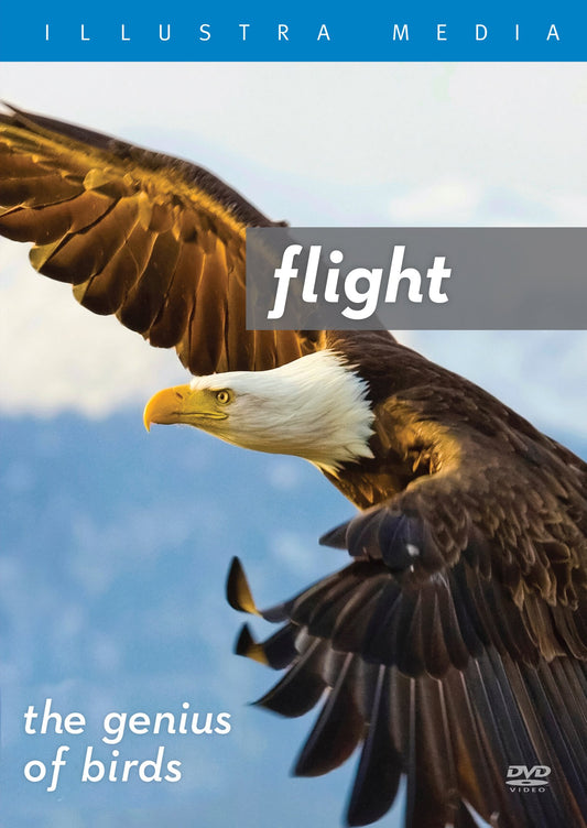 Flight The Genius of Birds